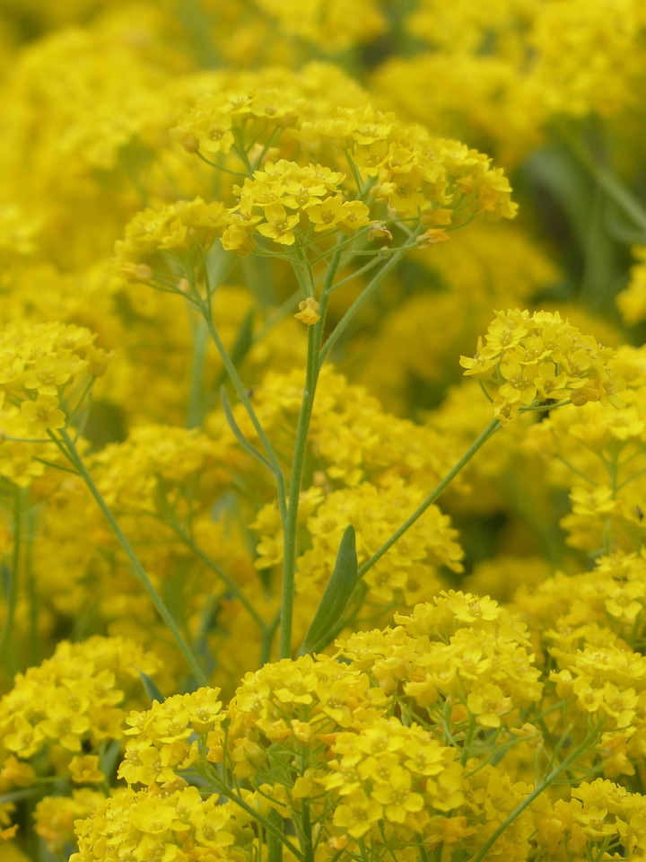 Plant flower aurinia saxatilis