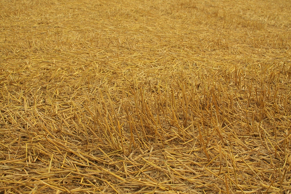 Hay agriculture nature