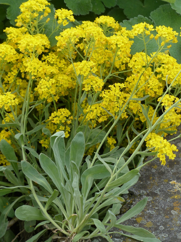 Plant flower alyssum saxatile