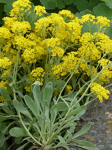 Plant flower alyssum saxatile