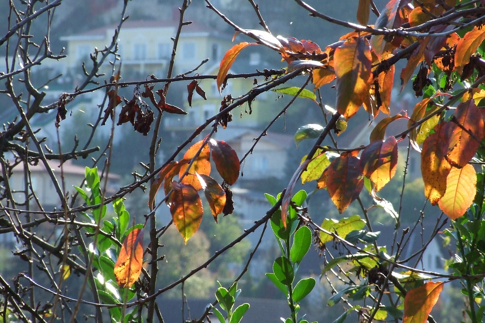 Branches season forest