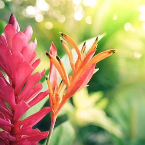 Tropical travel paradise
