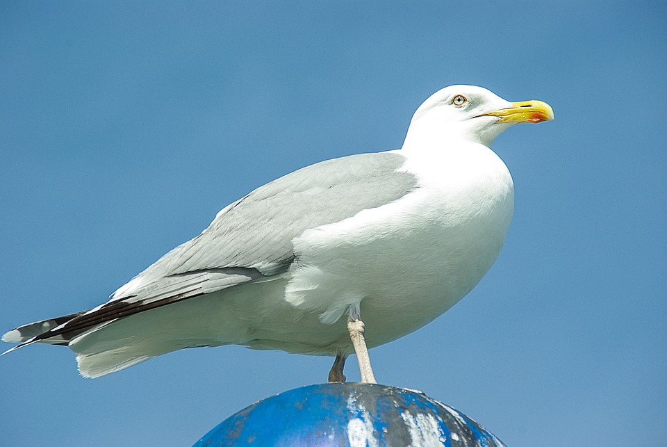 Baltic sea zingst dar�� photo