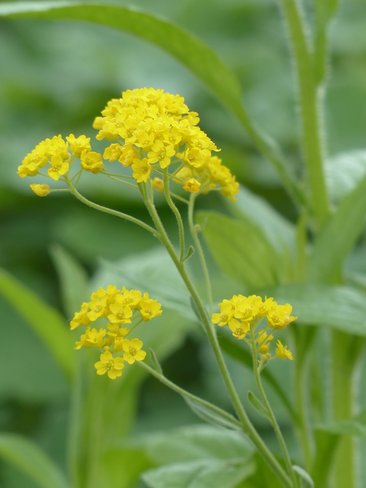 Plant flower golden