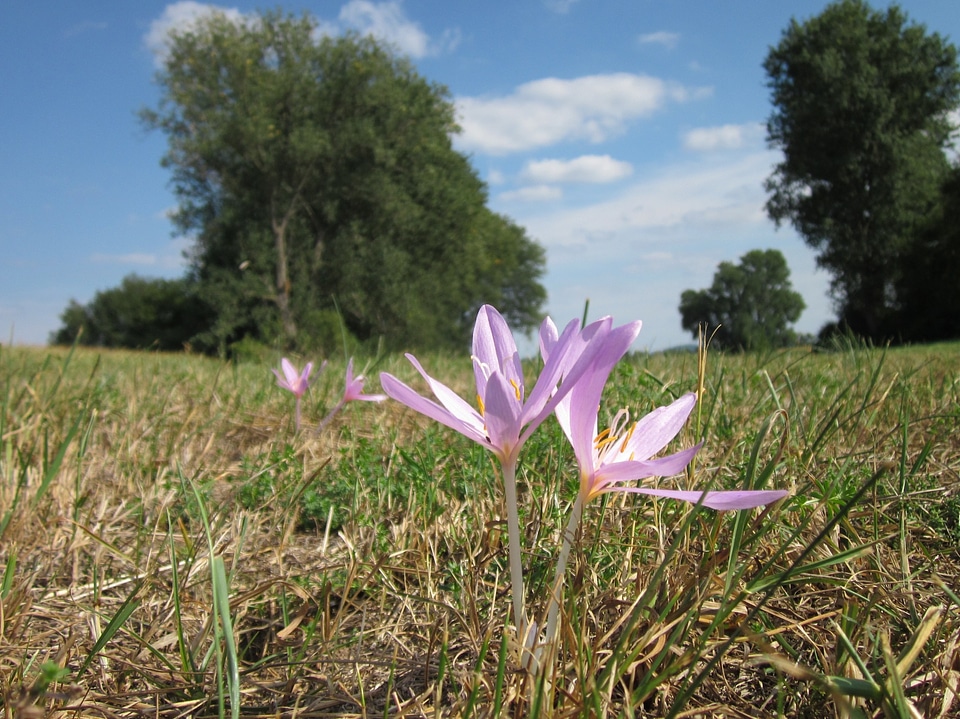 Colchicum autumnale plant plants