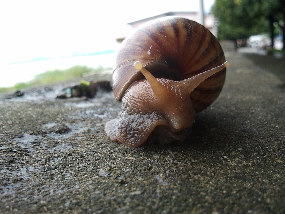 Spiral gastropod slime