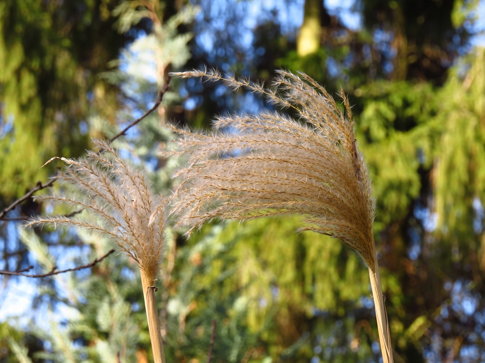 Poaceae silver spring bamboo grassedit this page