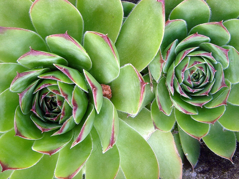 Green ornamental plant garden