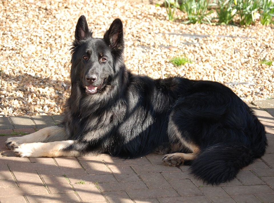 Alsatian pet purebred