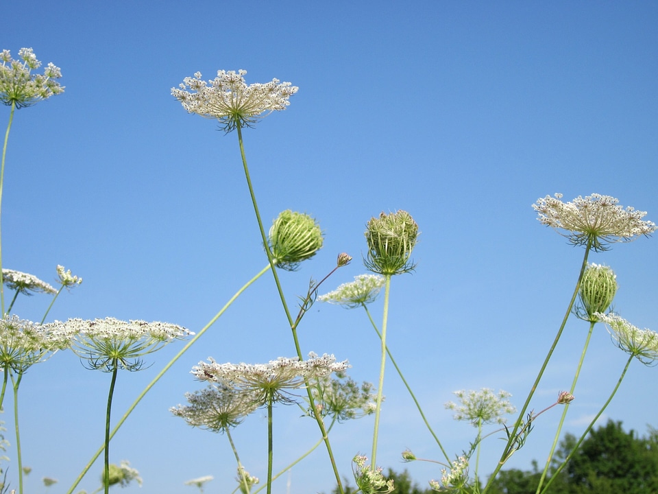 Plant plants flower