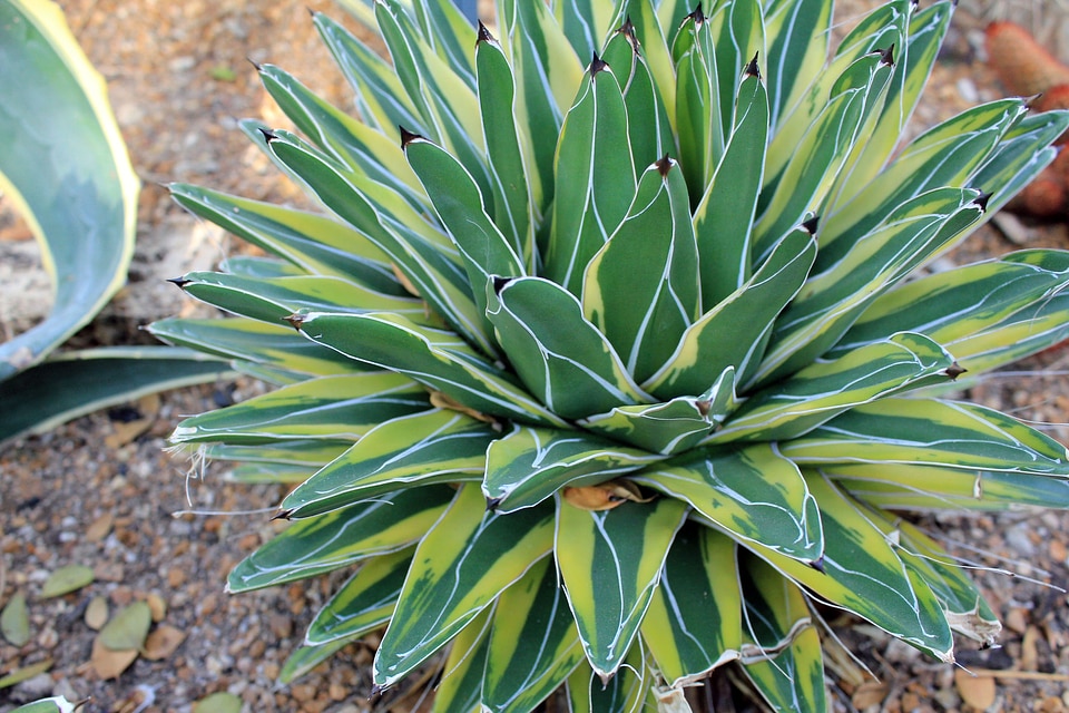Natural botanical organic