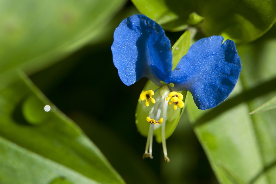 Perennial wildflower new england