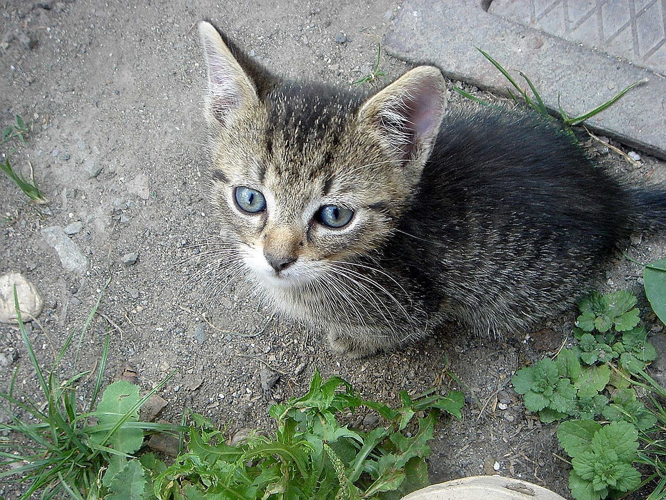 Caress home pet