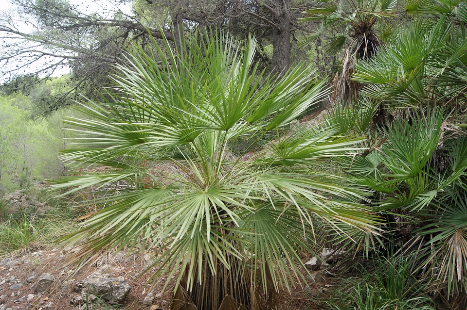 Fan palm green tree