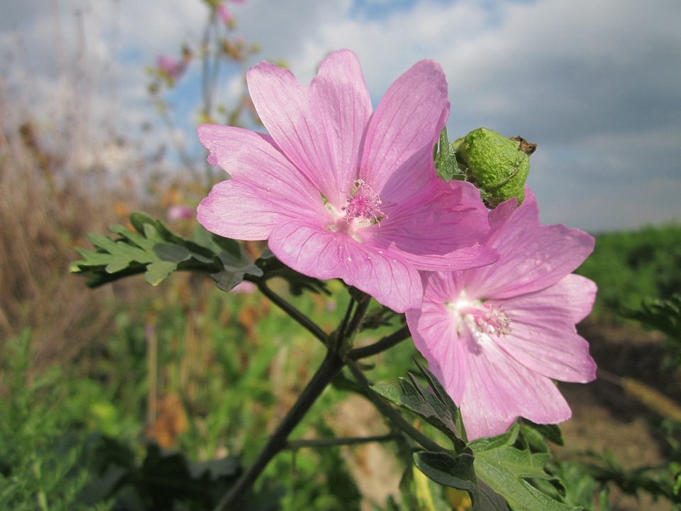 Plant plants flower