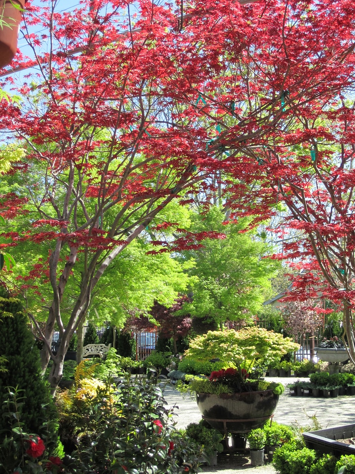Pink red fall