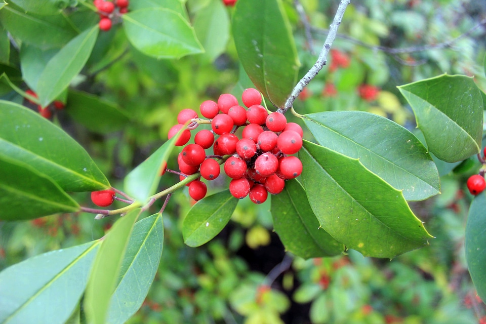 Plant natural botanical