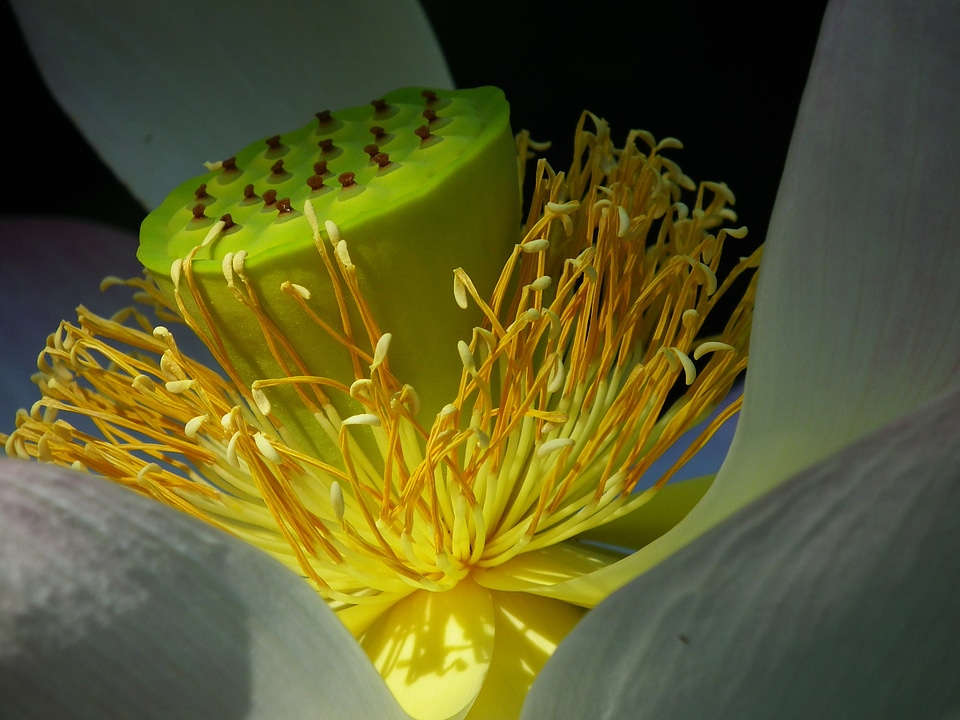 Blossom bloom exotic