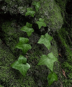 Plant leaf natural
