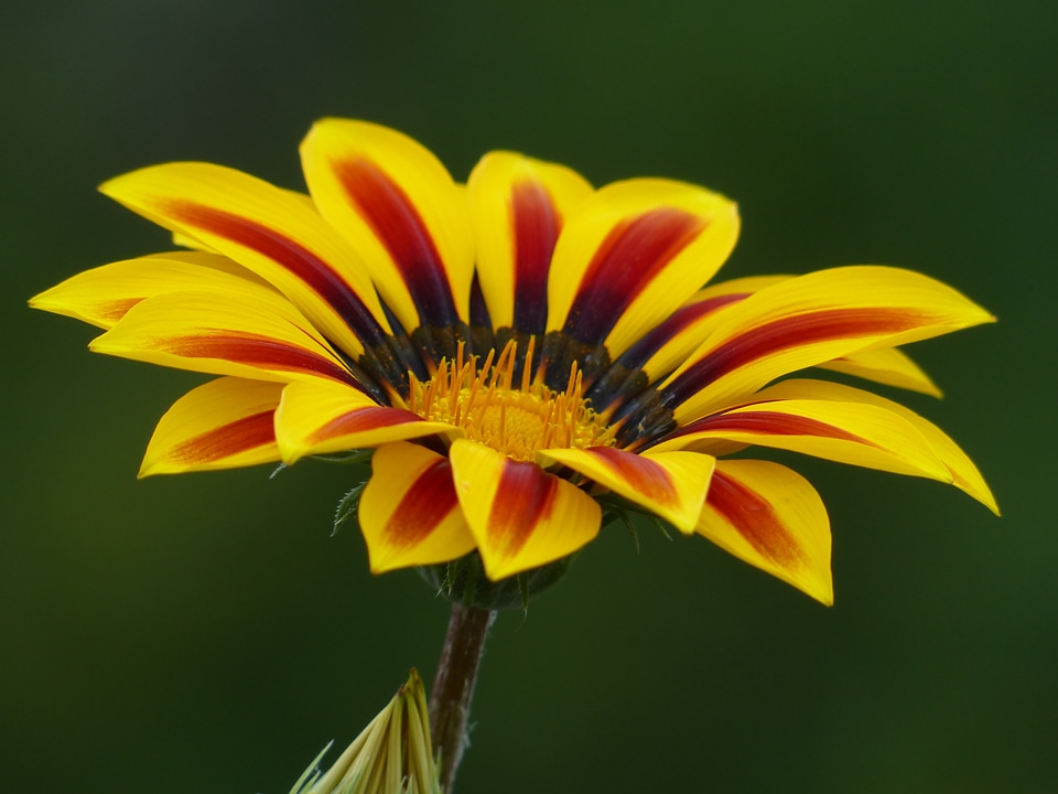 Sonnentaler flora yellow