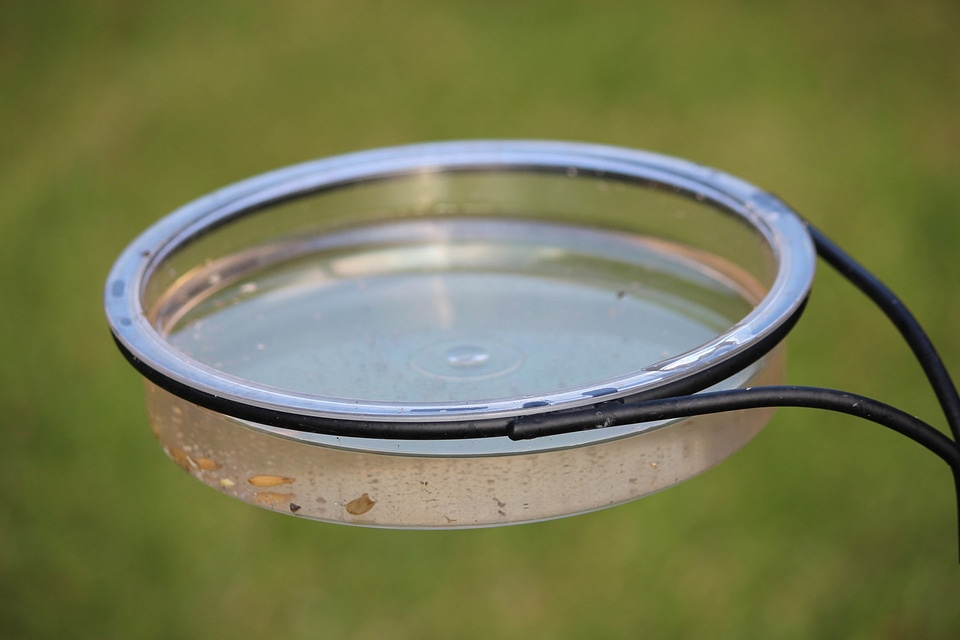 Birdbath clean drink