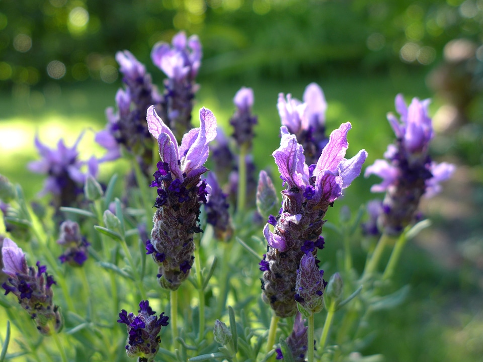 Garden plant fragrant ornamental plant