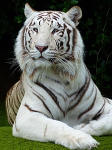 Majestic white bengal tiger predator