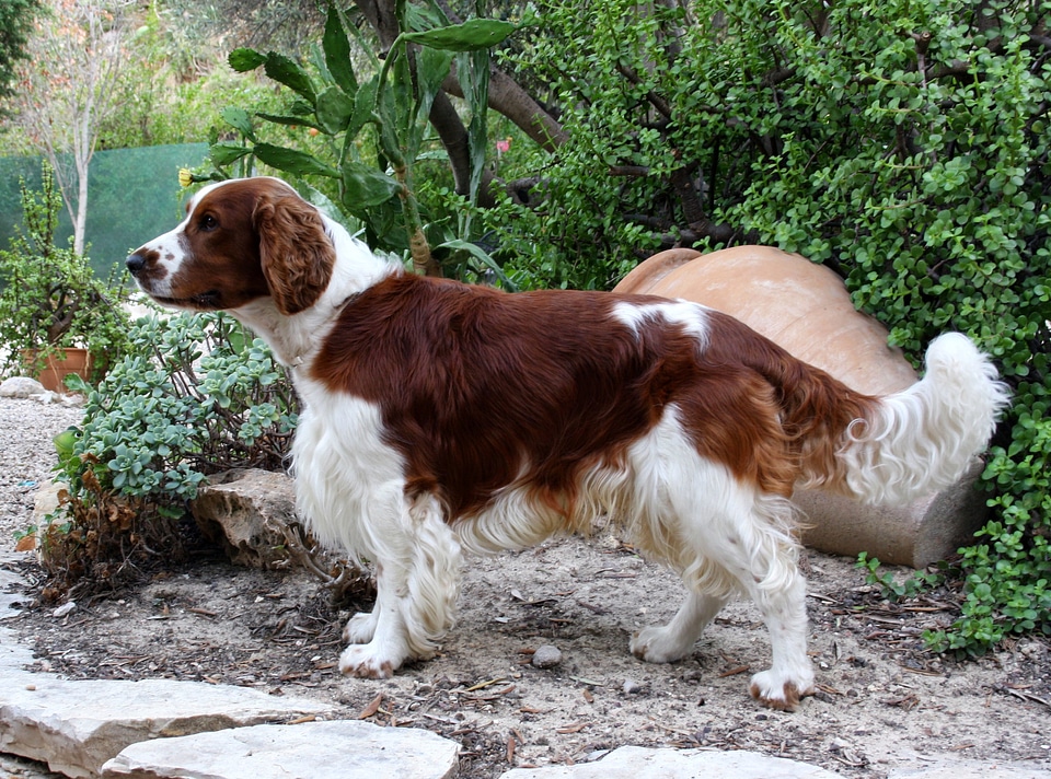 Canine nature outside