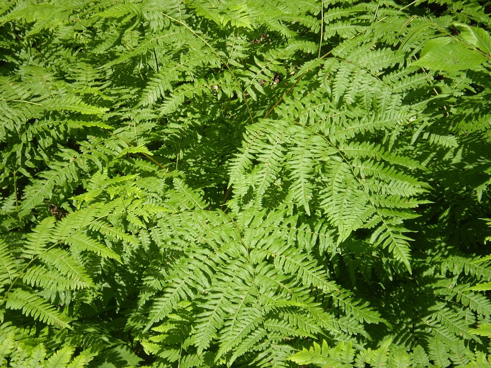 Greens flora plants