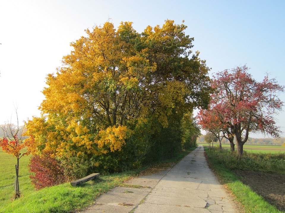 Trees fall autumn