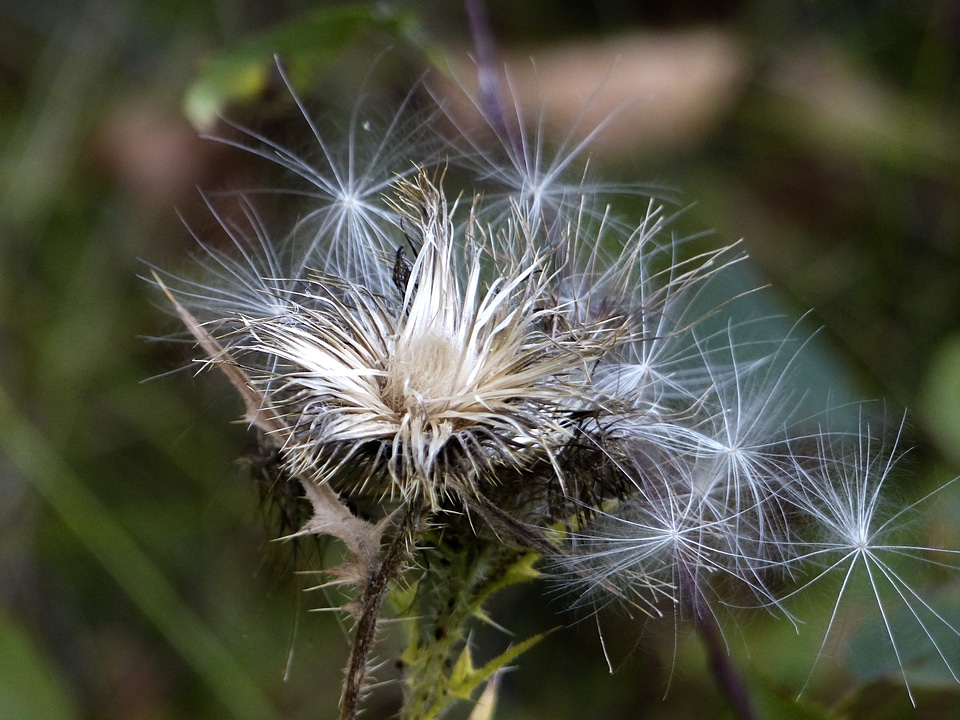 Meadow forest plant