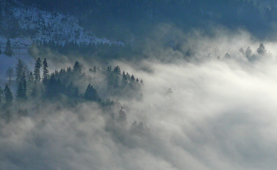 Forest mood mist photo