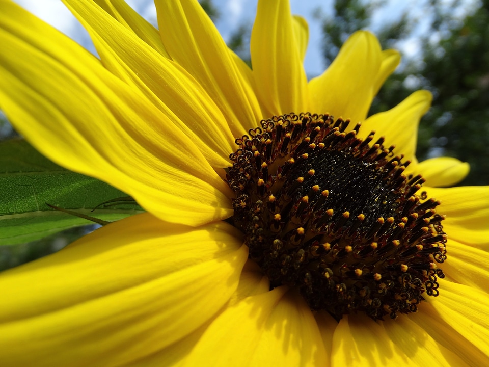 Bloom yellow nature