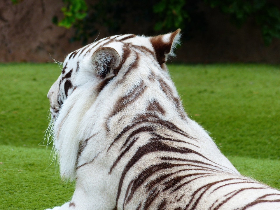 Pattern tiger predator