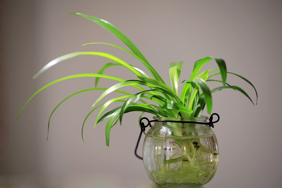 Potted plants green plant
