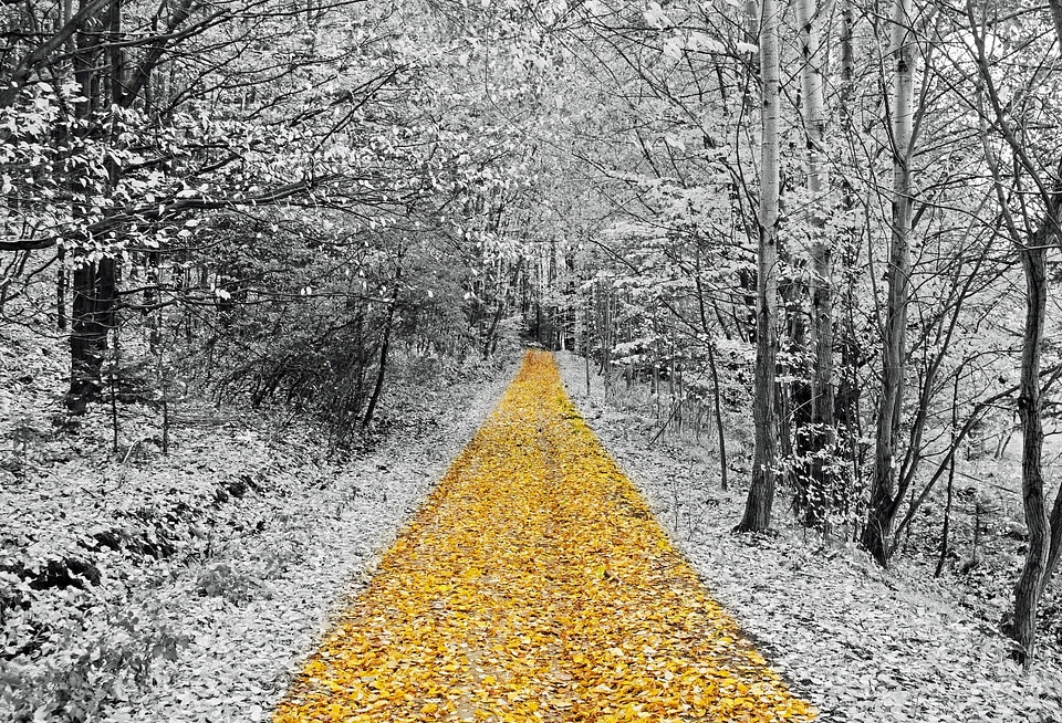 Walk relaxation forest
