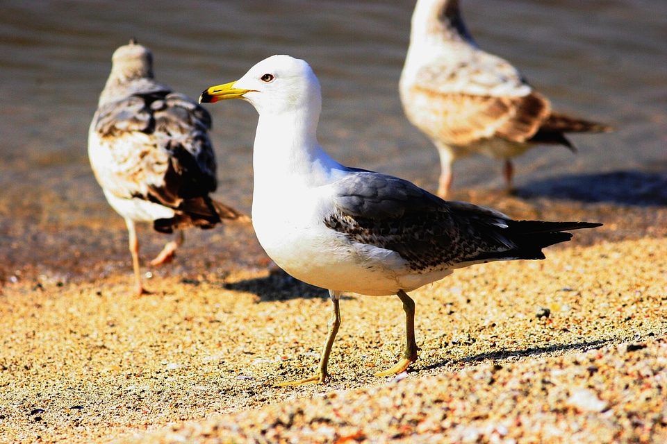 Beach ocean gull