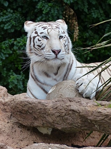 Tense dangerous tiger photo