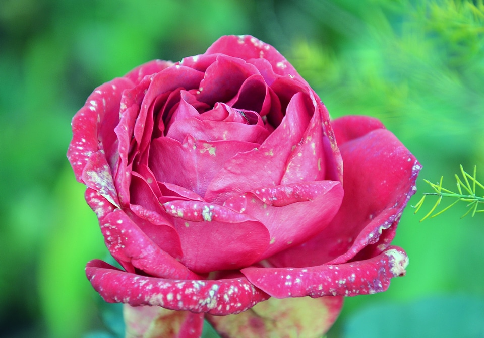 Colors garden rozvit��