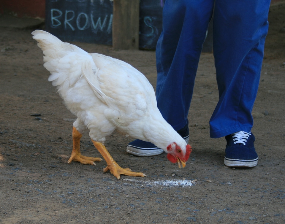 Farm poultry food photo