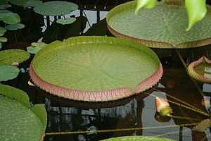 Aquatic plants water lily nuphar