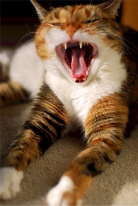 Feline yawning tired