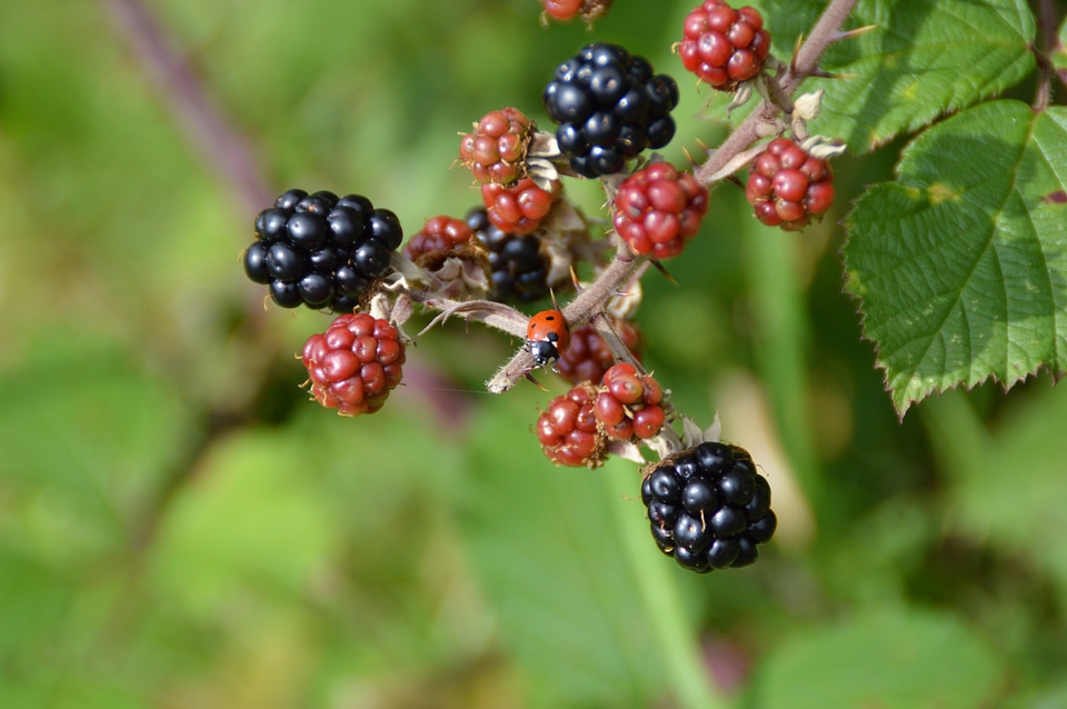 Fruit berries black