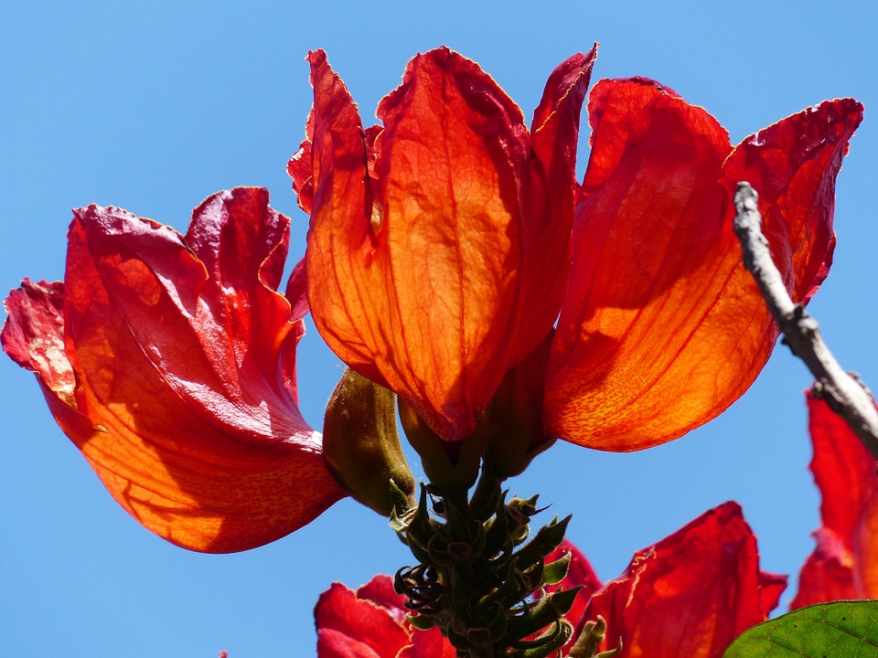 Tulip tree bright african tulpenbaum