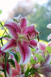 Oriental lilies stargazer floral photo