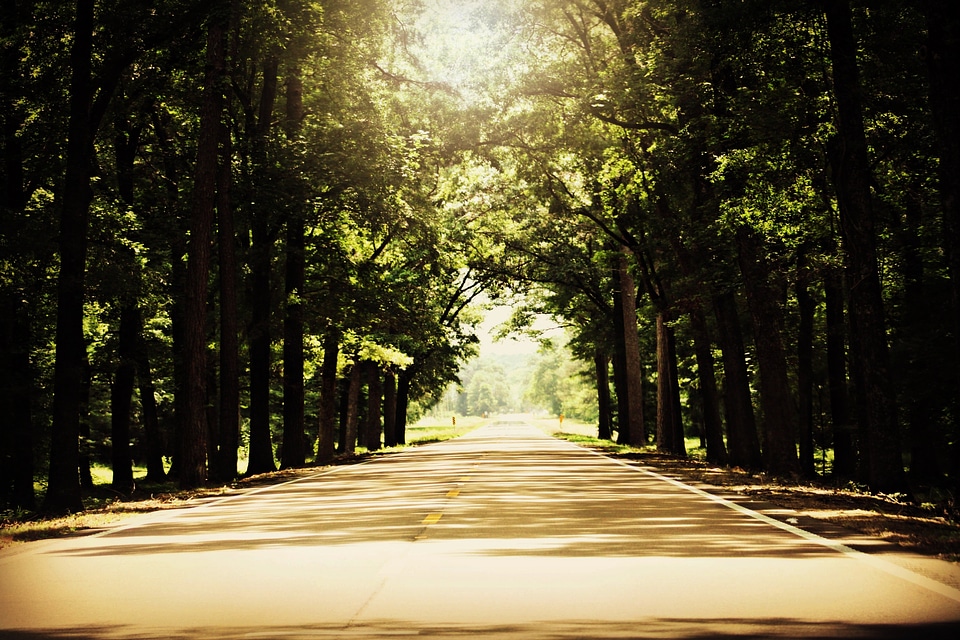 Leaves highway scenery