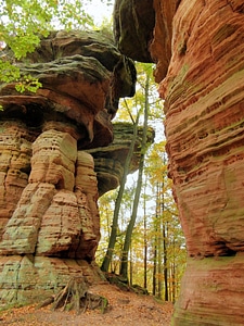 Rock palatinate tree