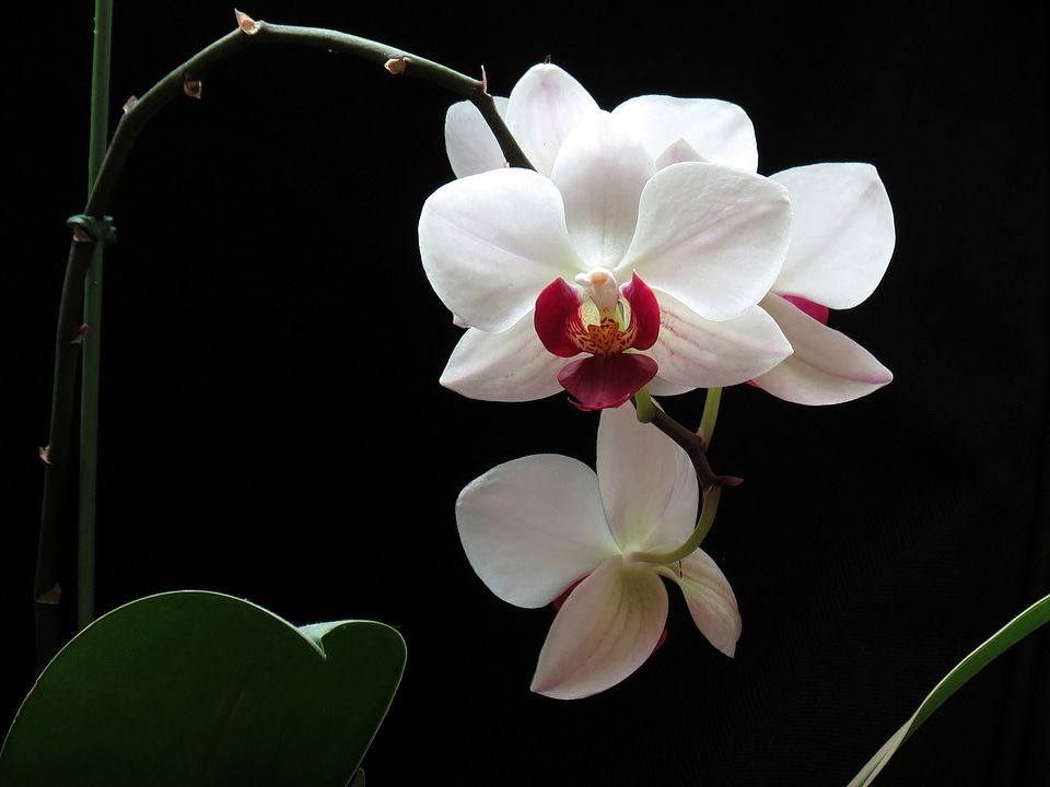 Flowers nature orchid