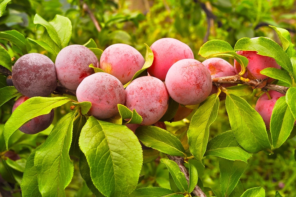 Branch organic fresh