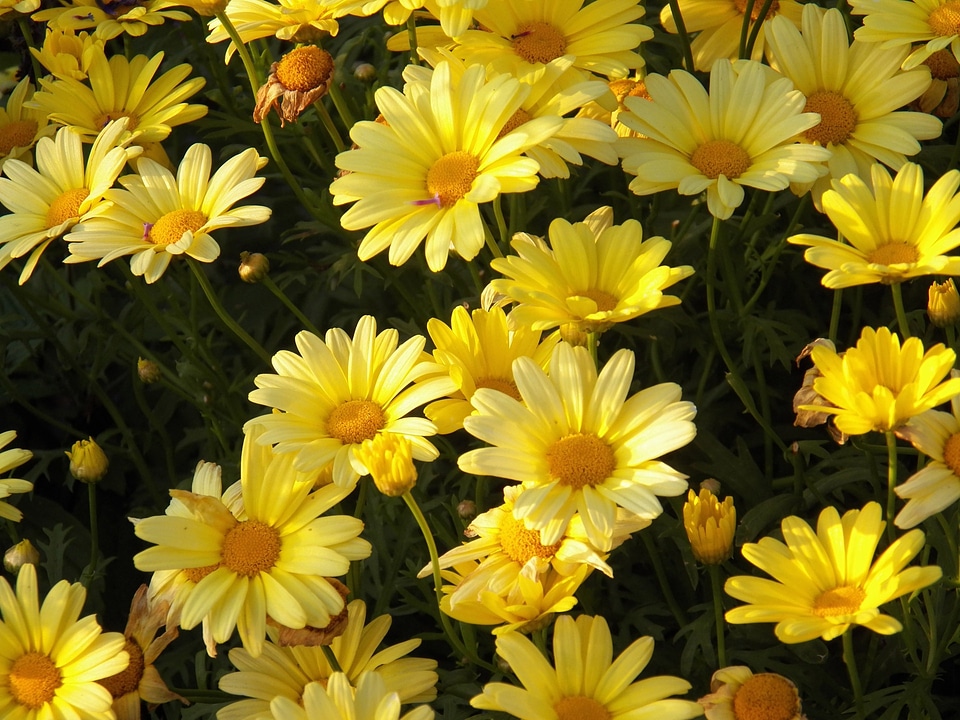 Blossom bloom petals